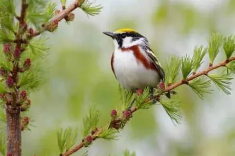 Chestnut-sided warbler-عصفور