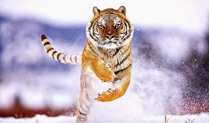 tiger running